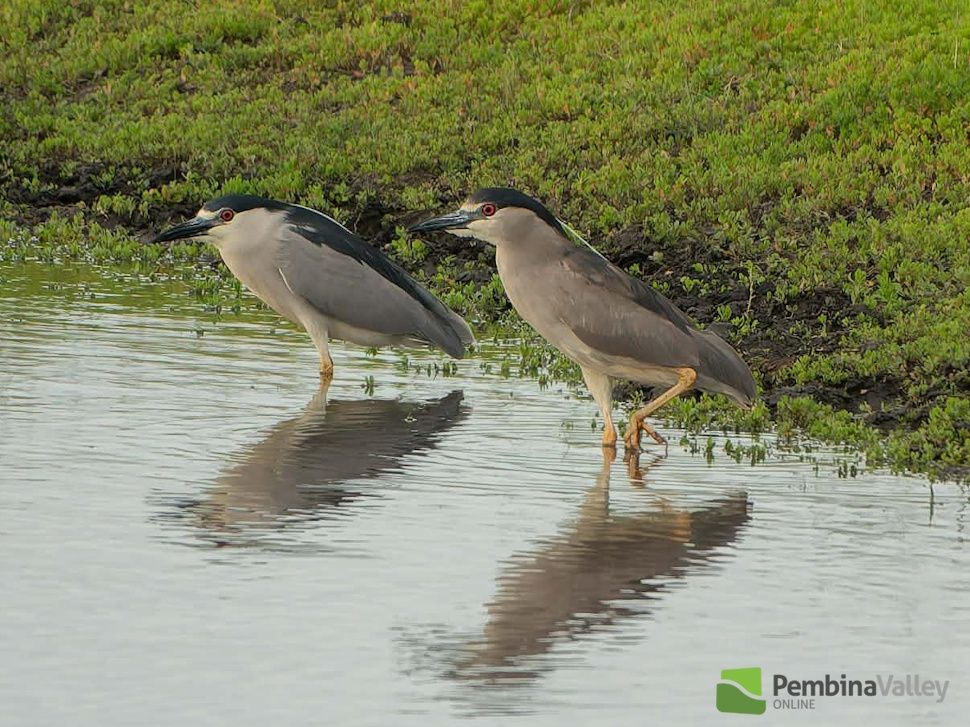 black-crowned night herons